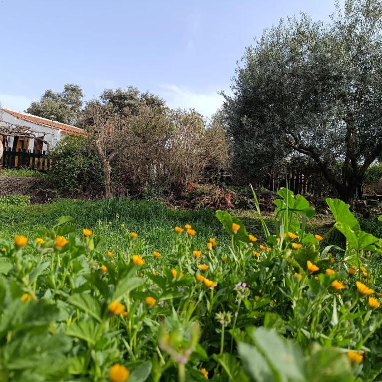 Huerta Del Pasil (Casa Entera) - Casa de 4 dormitorios - 7
