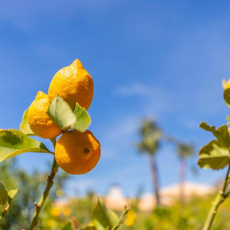 Altea Hills , Villa Noruega - Villa - 31