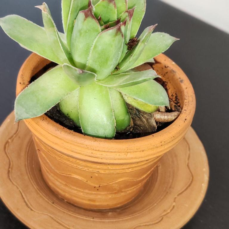 Rodjaci sa sela - Deluks Apartman s 1 Spavaćom Sobom i Pogledom na Vrt - 28