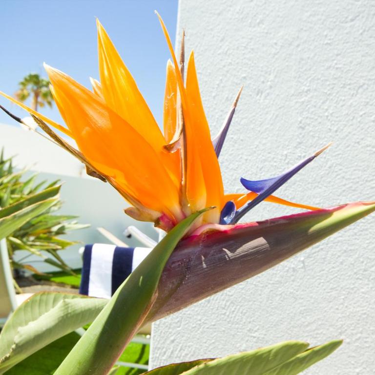Villa El Golfo - By AZ Rentals - Three-Bedroom Villa - 16
