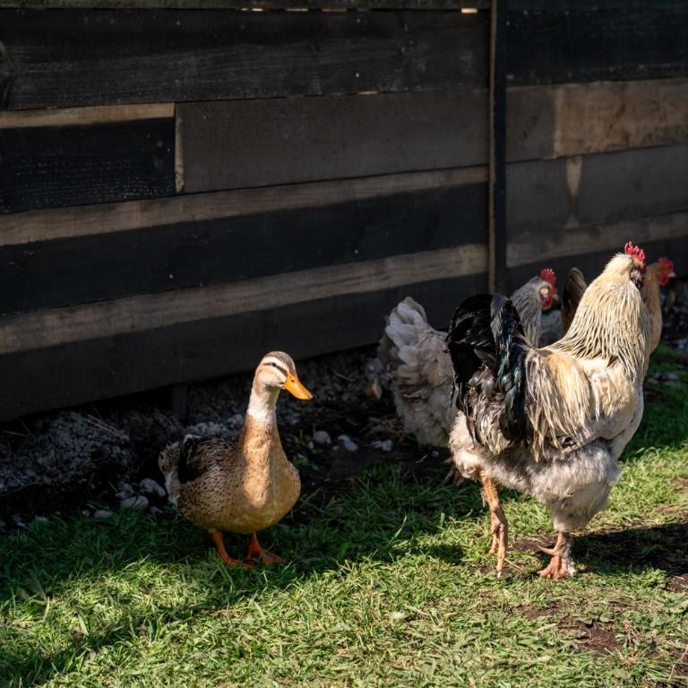 Maravillosa Casa en Granja Sustentable - Casa de 3 dormitorios - 13