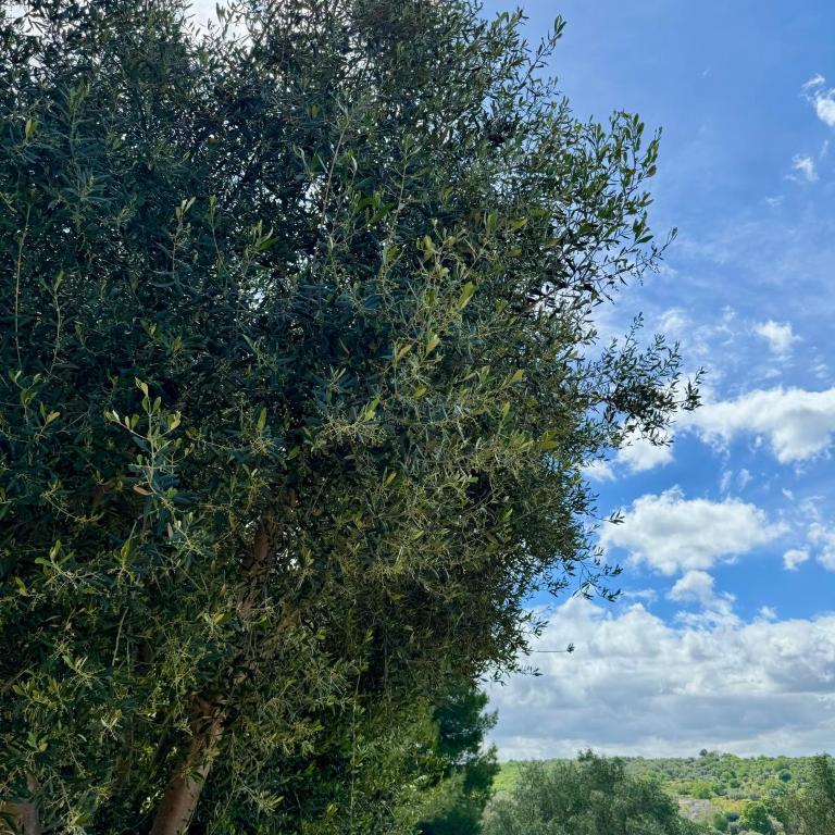 Trulli nel Bosco Itria Valley - Casa con 2 Camere da Letto - 28