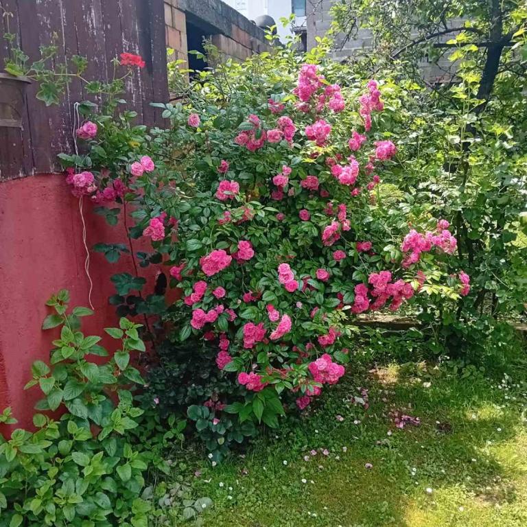 Smeštaj Vesna - Apartman sa 2 Spavaće Sobe - 1