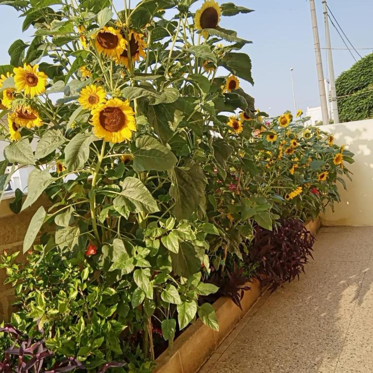 Casa vacanza Tiziana - Appartamento con 2 Camere da Letto - 4