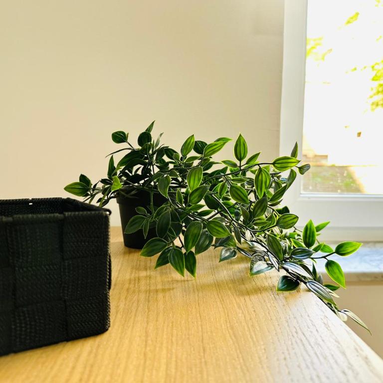 Golden Oasis - Apartman sa 1 Spavaćom Sobom - 22