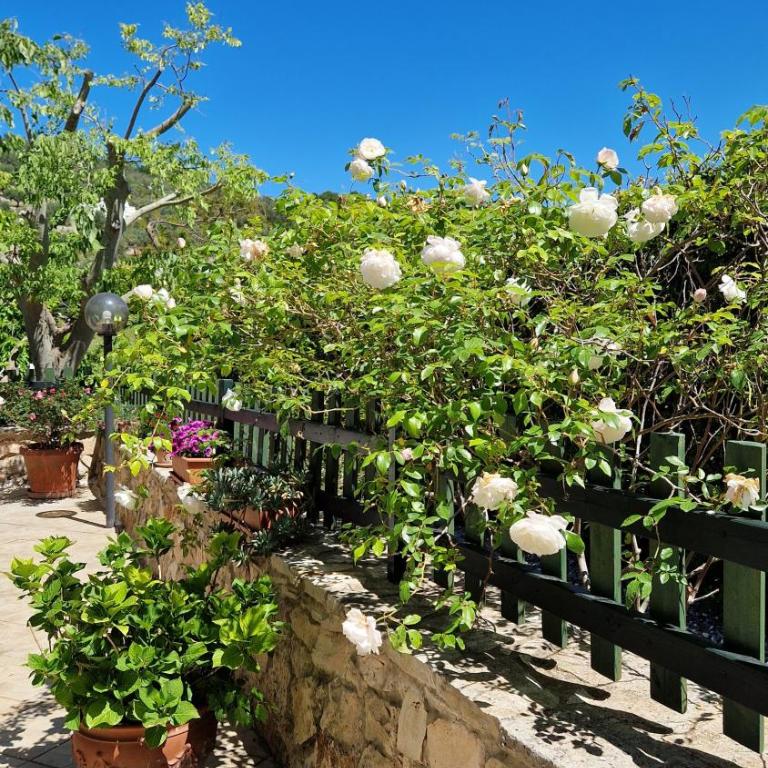Trullo Grande Noce - Casa Vacanze - 8