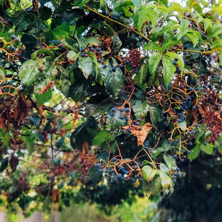 Cabañas Del Angel - Bungalow - 24