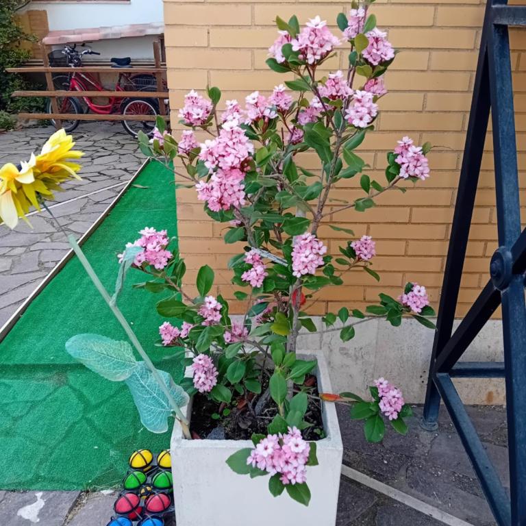 Mamita villa - Casa Vacanze con 3 Camere da Letto - 36