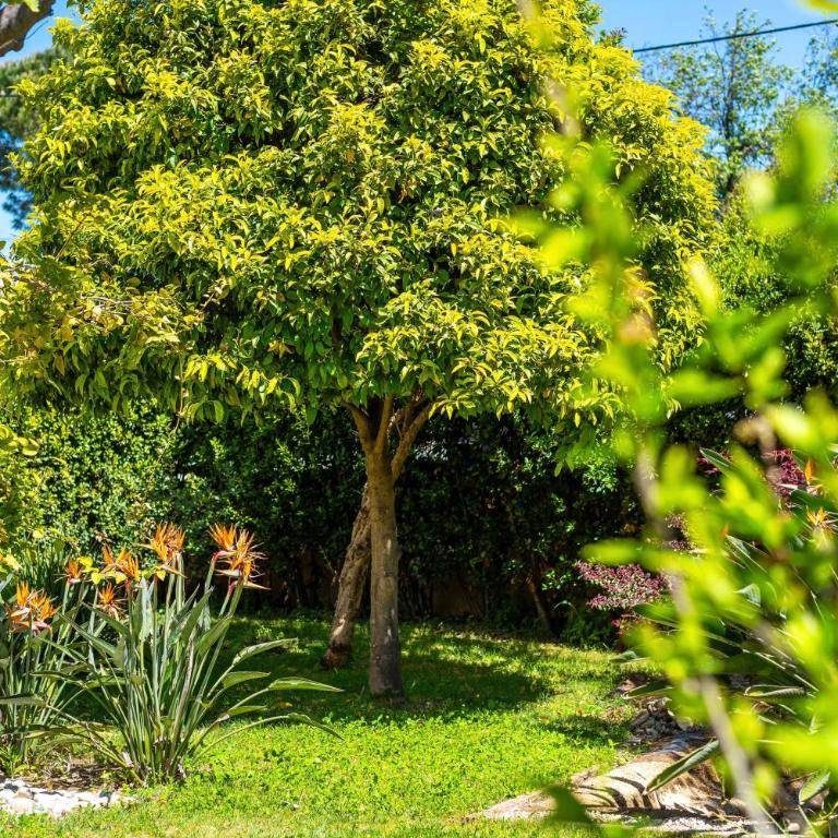 Maison Cap Brun Jardin Parking - Maison 4 Chambres - 31