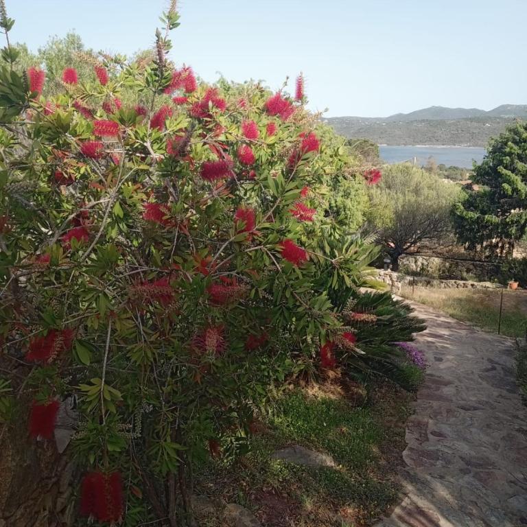 Villa Ginepro - Appartamento con 2 Camere da Letto - 9