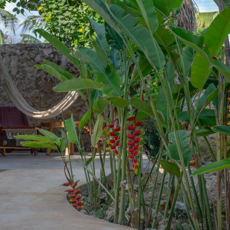 Casa Cactus Buenavista - Bungalow Deluxe con vistas al jardín - 5