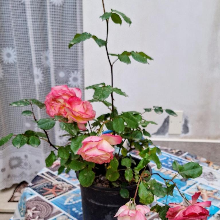Living Bouganville - Monolocale - 19