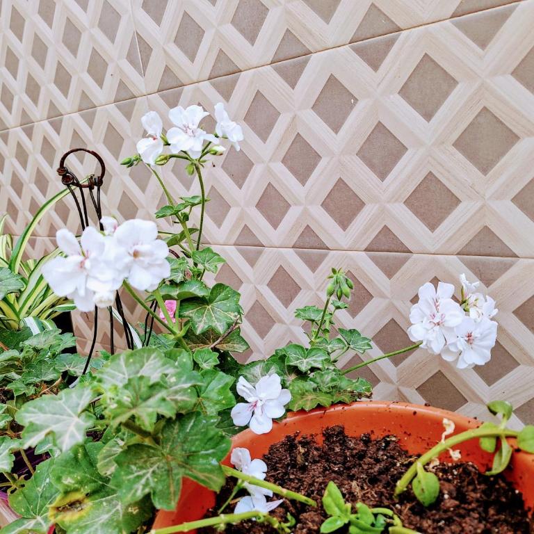 Living Bouganville - Monolocale - 54