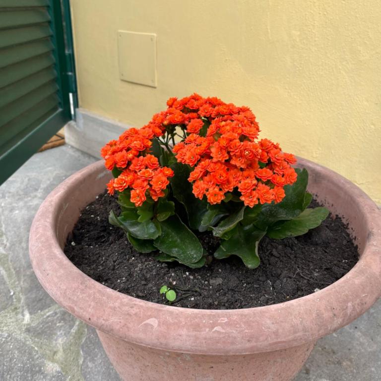 Appiolatino - Il Fenicottero - Appartamento con Vista Giardino - 8