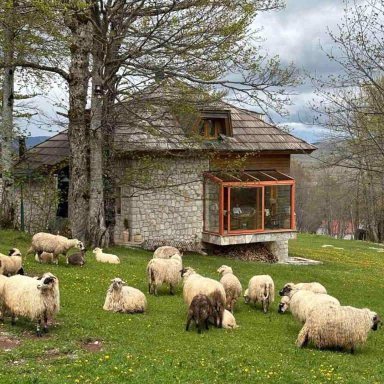 Green Forest - Villa - 8