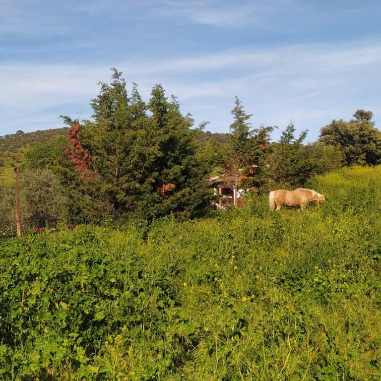 Huerta Del Pasil (Casa Entera) - Casa de 4 dormitorios - 11