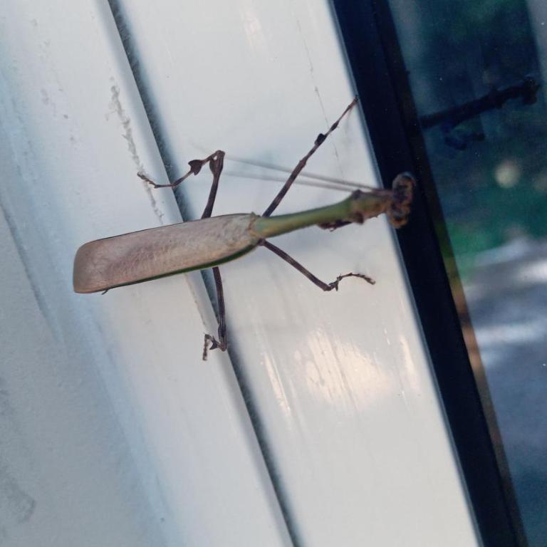 Casa TANY HOUSE - Two-Bedroom House - 19