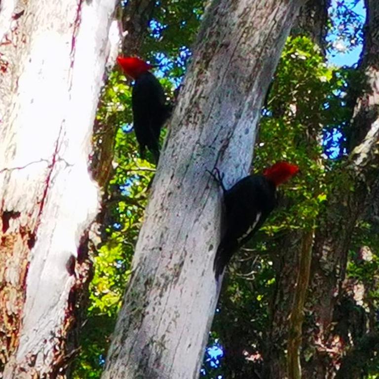 Cabaa Hualle con hot tub exclusivo cerca de termas y lago - Habitación Familiar - 27