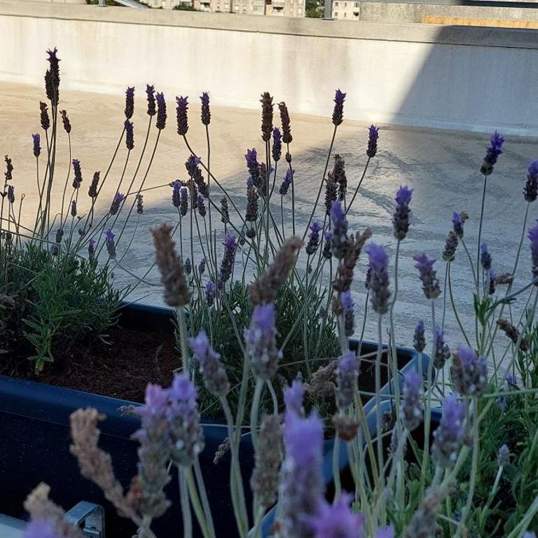 PugliaMia Casa - Sea view terrace, 3 bedroom, 2 bathroom - Appartamento con 3 Camere da Letto - 11