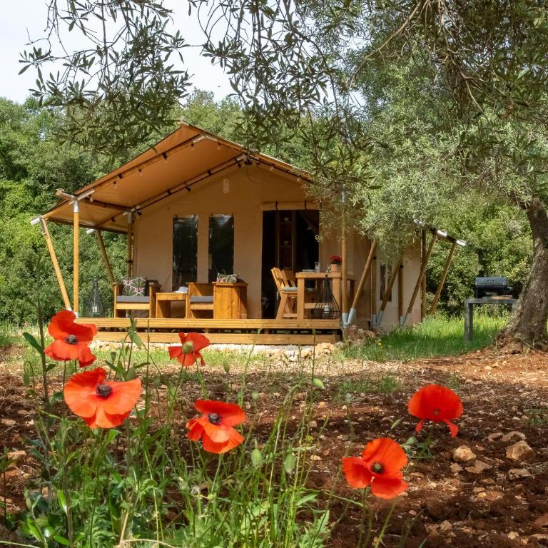 Domus Olea Glamping - Tenda - 1
