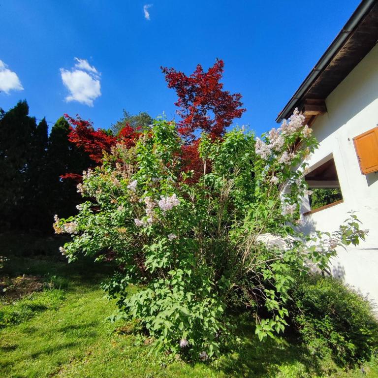 Garden House - Kuća sa 4 Spavaće Sobe - 49
