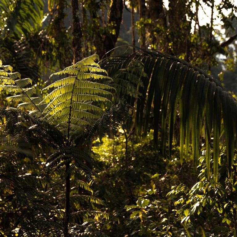 Wild Wasi Lodge - Adventures - Guided Tours - Villa de 1 dormitorio - 94