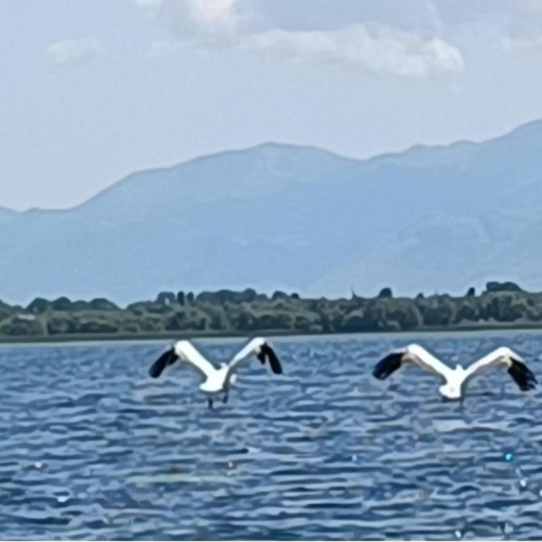 Holiday home Haustor with Skadar lake view - Vacation Home - 14