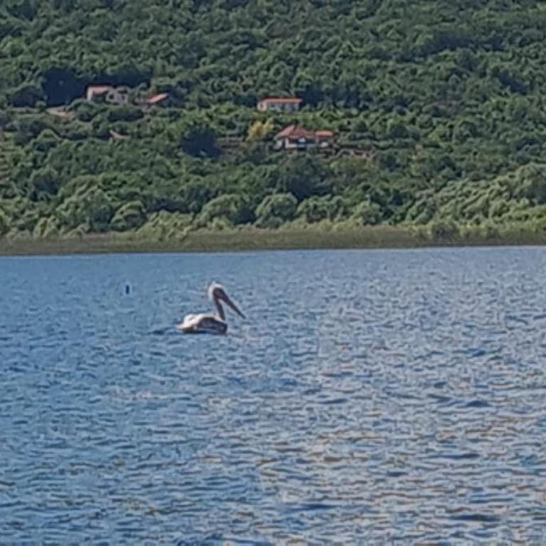 Holiday home Haustor with Skadar lake view - Vacation Home - 72