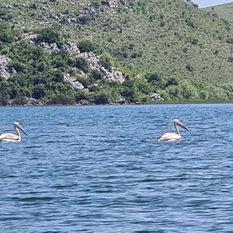 Holiday home Haustor with Skadar lake view - Vacation Home - 5