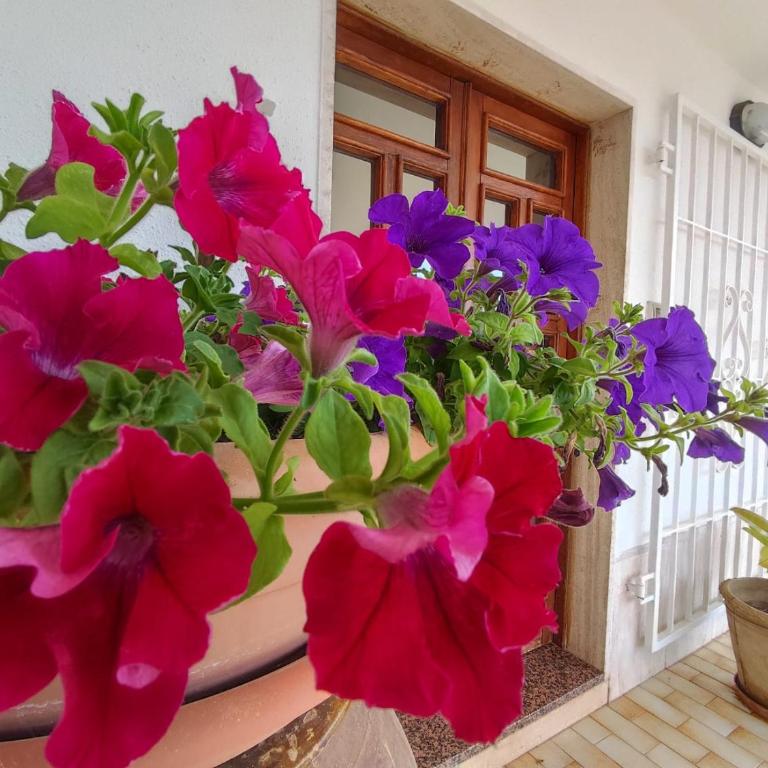 la casa delle petunie - relax house - Three-Bedroom Apartment - 13