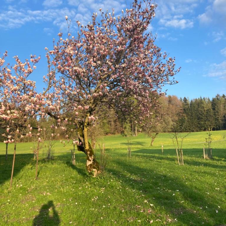 Obereggut - Deluxe Apartment mit 2 Schlafzimmern und Gartenblick - 45