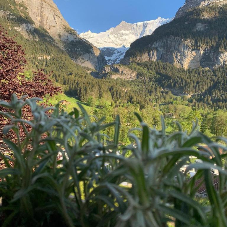 Velvet Eiger - Apartment mit 1 Schlafzimmer - 2