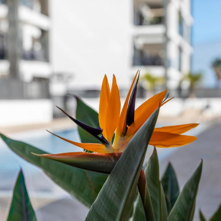 MEDANO4YOU Strelitzia Penthouse - Apartamento de 2 dormitorios con terraza y vistas al mar - 45