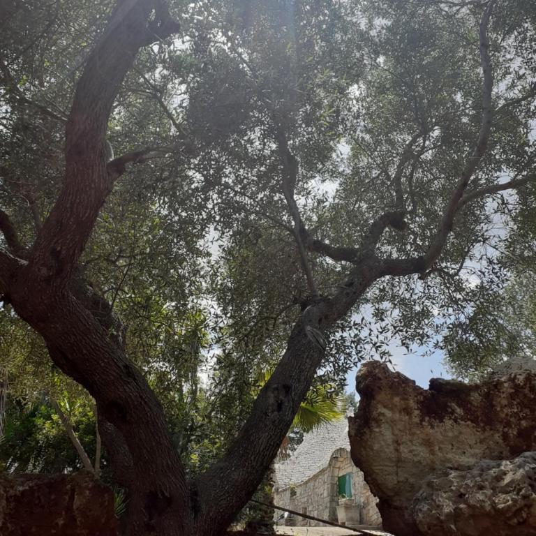 Trullo Oasi di Pace - Villa - 31