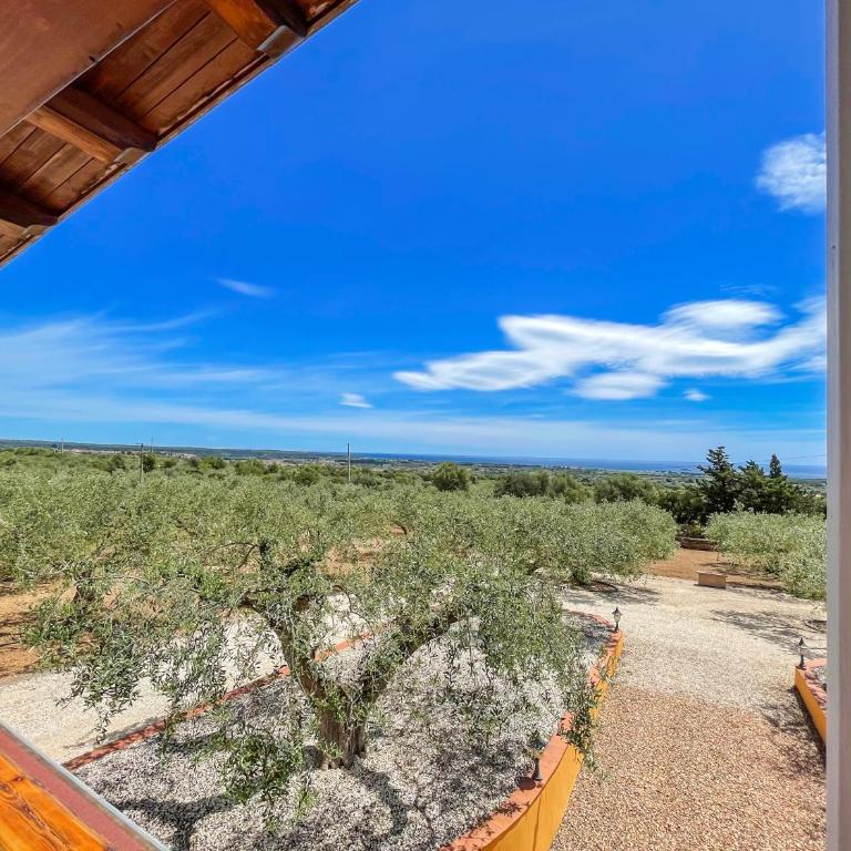 Rustico degli Ulivi - Appartamento con 1 Camera da Letto e Terrazza - 4