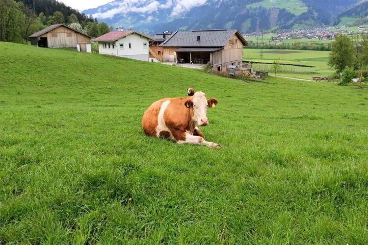 Appart Mount Gilfert View - Apartamento de 1 dormitorio con ducha - 33