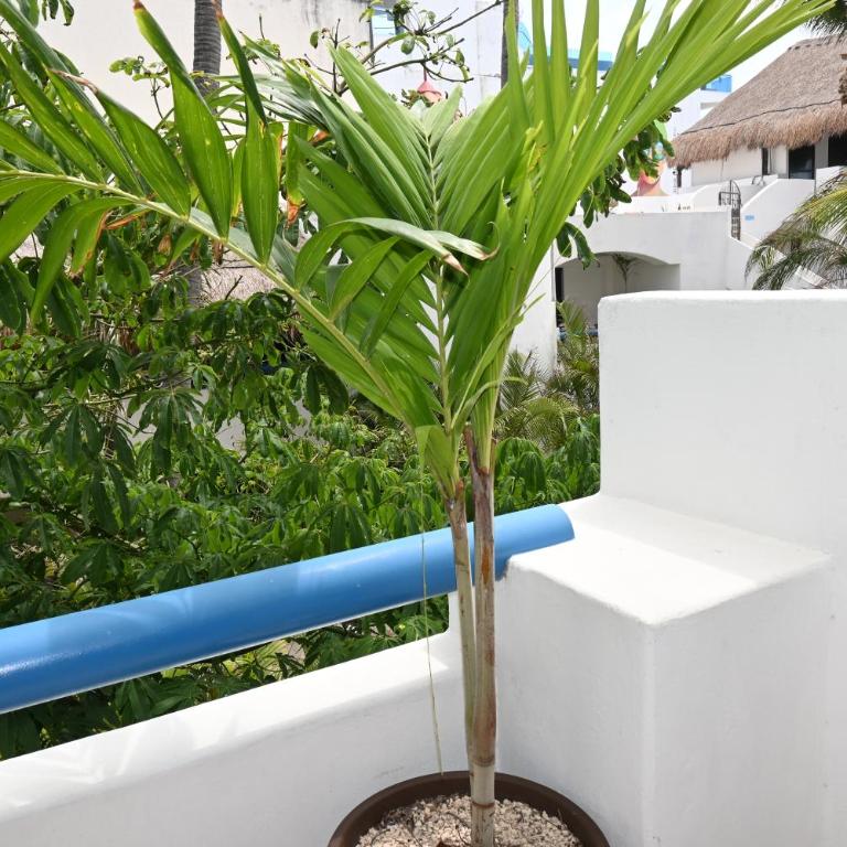 Pelicano Inn Playa del Carmen - Beachfront Hotel - Twin Room with Balcony - 11