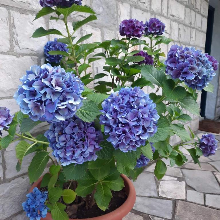 Holiday Home Stari Ribar - Vikendica - 18