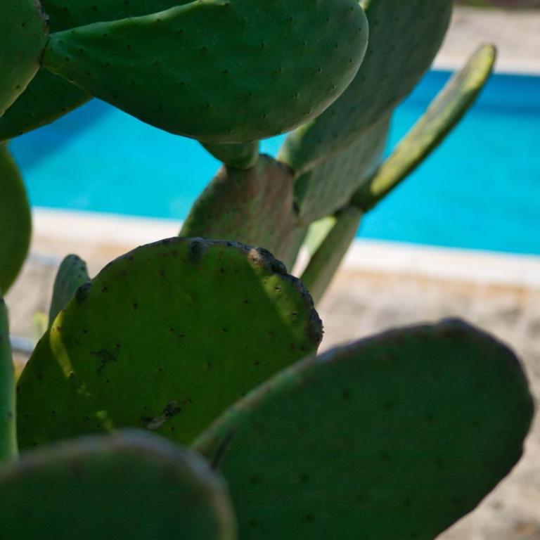 Masseria Trullo Sovrano Exclusive B&B - Camera Tripla con Vista Giardino - 9