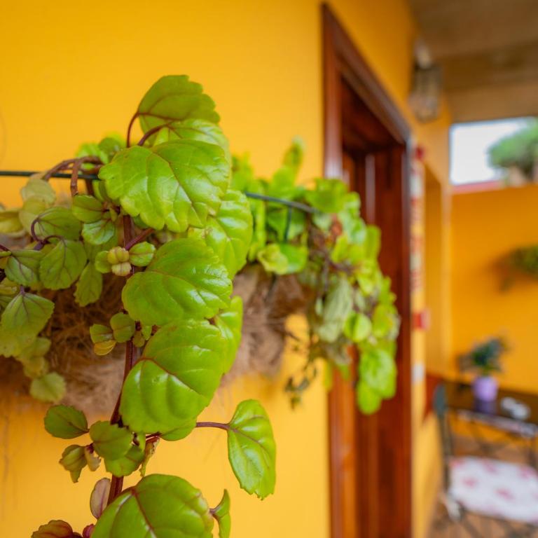 La Asomada del Gato - Habitación Doble - 1 o 2 camas - 8