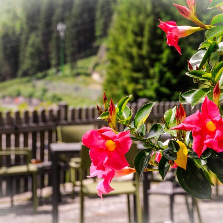 B&BeautyFol Dolomites B&B adults only - Camera Matrimoniale/Doppia con Letti Singoli con Bagno Privato - 2