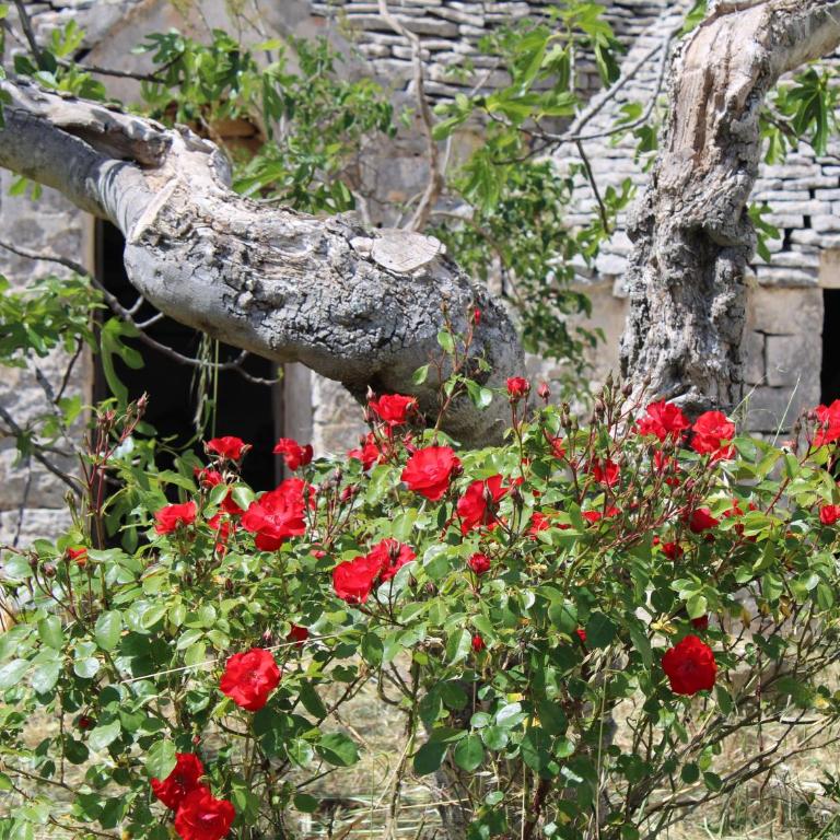 La Cummersa all'ombra dell'Ulivo - Two-Bedroom House - 20