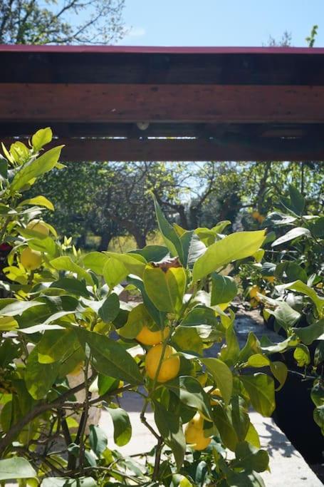 Trulli d'Estia - casa vacanze - Three-Bedroom House - 41