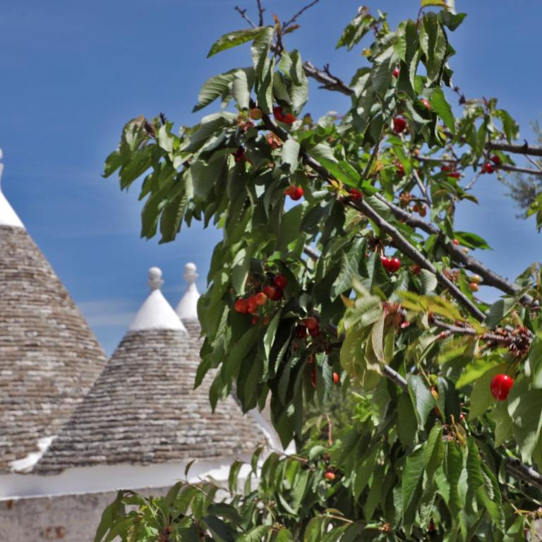 Trulli Foggia dell'Albero - Casa con 1 Camera da Letto - 48