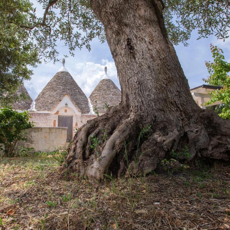 Trulli Foggia dell'Albero - Casa con 1 Camera da Letto - 52