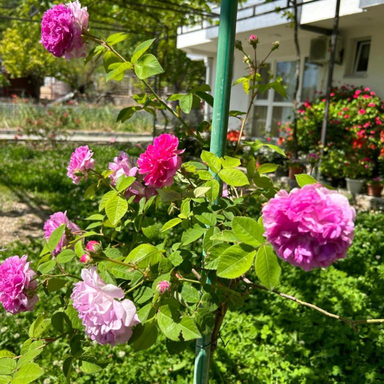 Apartmani Planinska Idila - Three-Bedroom Apartment - High Floor - 44