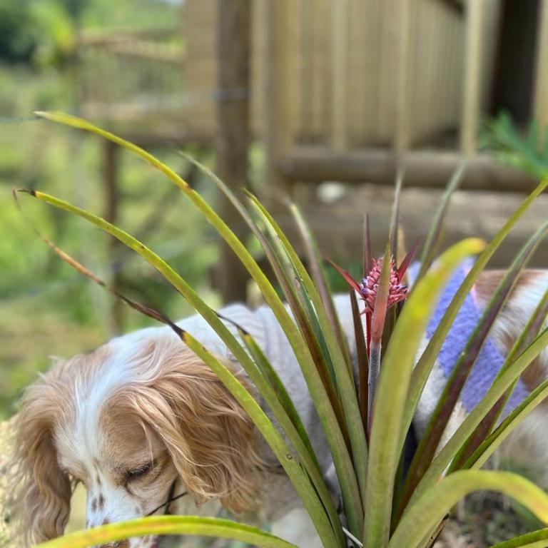 Cabañas Colibrí - Chalet - 15