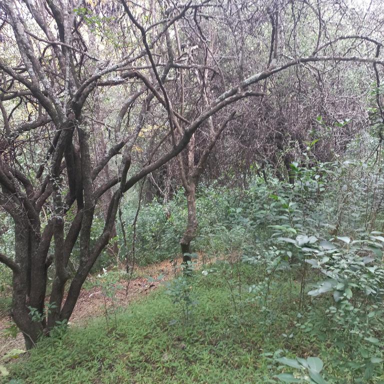 La casa del árbol LG - Casa de 2 dormitorios - 2