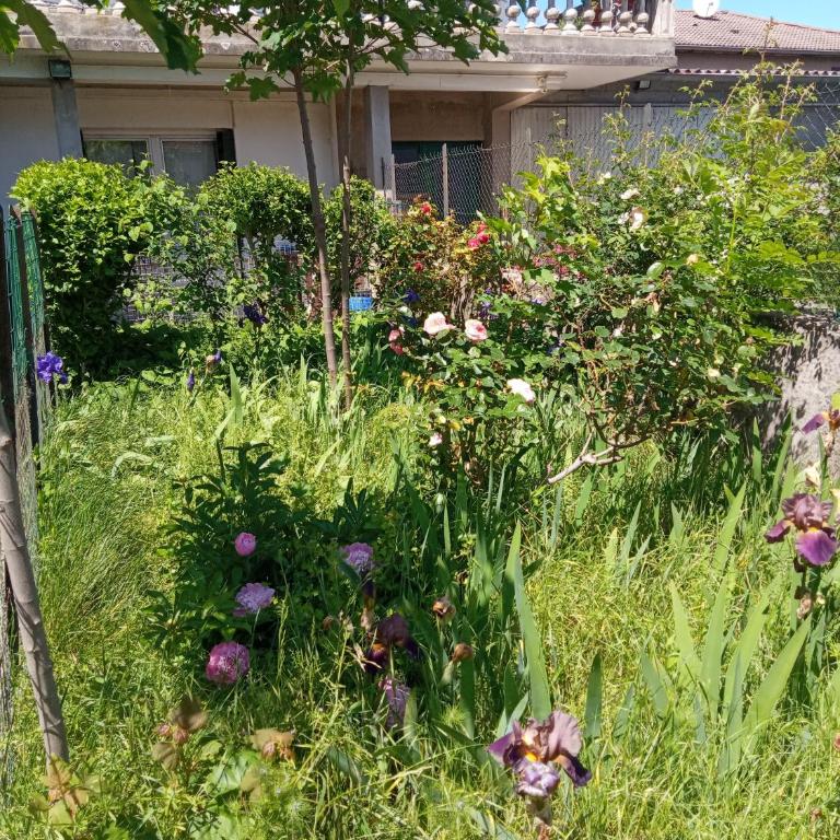 Rosalie Cottage - Appartement 1 Chambre - 23