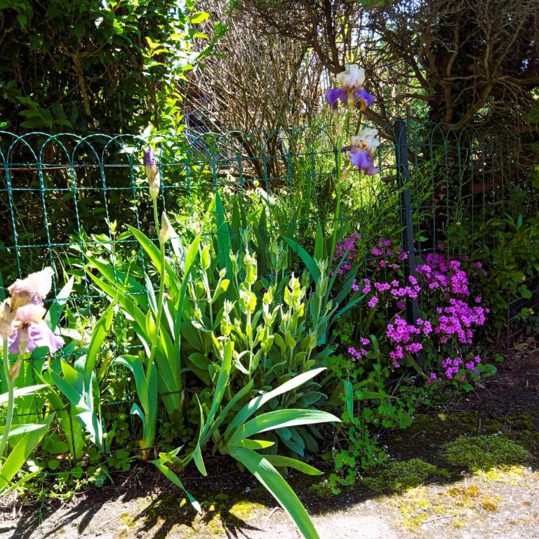 Rosalie Cottage - Appartement 1 Chambre - 25
